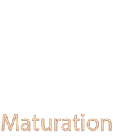maturation