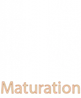 maturation